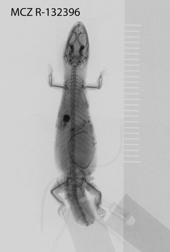 Media type: image; Herpetology R-132396